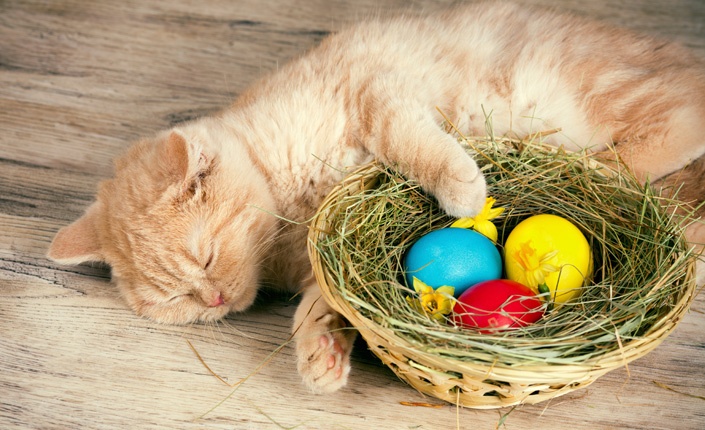 705x430_Easter Poisons