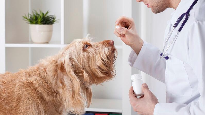 Deparazitarea interna si externa