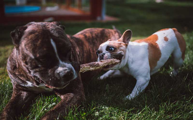 Why-do-Dogs-Need-to-Socialize-with-Other-Dogs