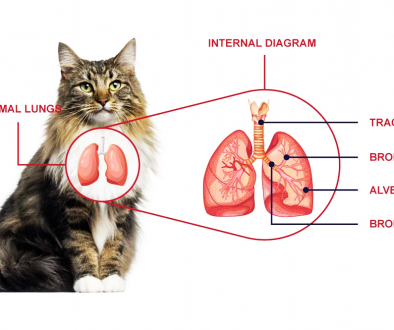 PIF u2013 Peritonita infectioasa felina: Cauze si Simptome - Veterinar 
