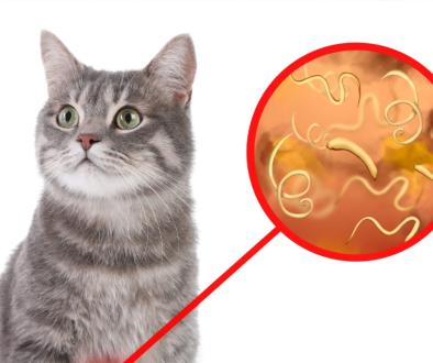 Viermişorii la Pisici: Cauze, Simptome și Tratament Eficient